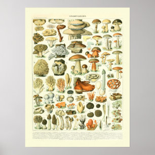 Poster Mushroom Science Illustration - Adolphe Millot