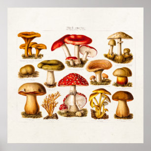 Poster Mushrooms de la variety rouge