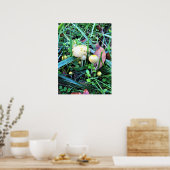 Poster Mushrooms de l'Oregon (Cuisine)
