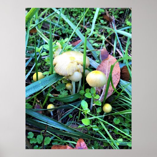 Poster Mushrooms de l'Oregon (Devant)