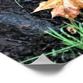 Poster Mushrooms on a tree, Oregon (Coin)