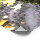 Poster Mushrooms on a tree, Oregon (Coin)