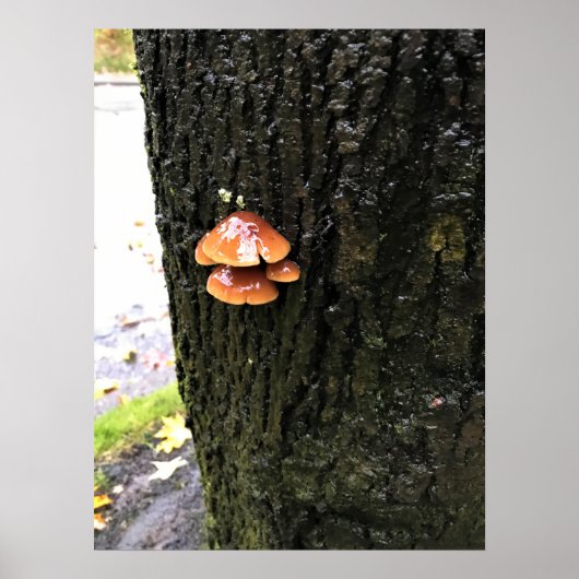 Poster Mushrooms on a tree, Oregon (Devant)