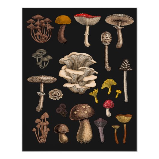 Poster Mushrooms sauvages (Devant)