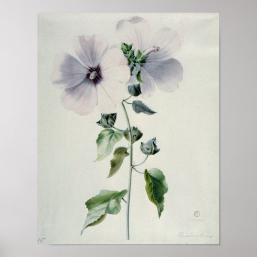 Poster Musk Mallow, 18ème siècle (Devant)