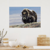 Poster Musk Ox with Calf (Cuisine)