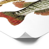 Poster Muskie, brochet et tigre (Coin)