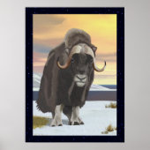 Poster Muskox (Devant)