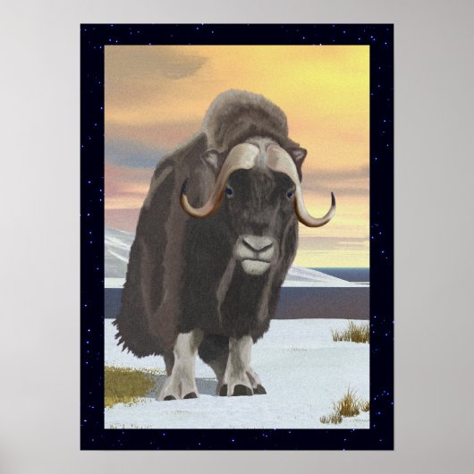 Poster Muskox (Devant)