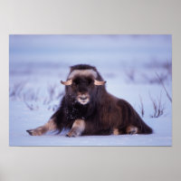 muskox, Ovibos moschatus, jeune taureau sur