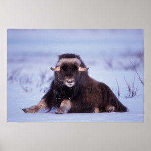 Poster muskox, Ovibos moschatus, young bull