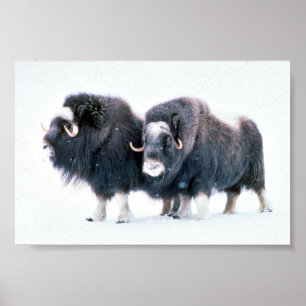 Poster Muskoxen