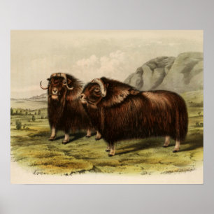 Poster Muskoxen vintage