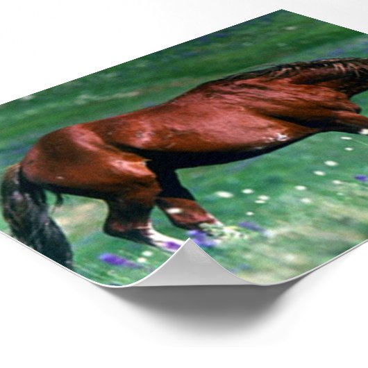 Poster Mustang espagnol (Coin)