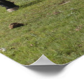 Poster Mustangs (Coin)