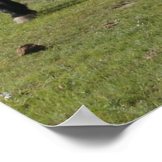 Poster Mustangs (Coin)