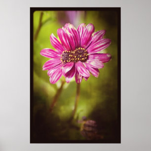 Poster Mutant Osteospermum / Dimorphotheca v.2