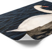 Poster Mute Swan (Coin)