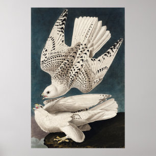  Poster Muur Kunst-IJsland Jer Falcon