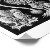 Poster Mycetozoa de Haeckel (Coin)