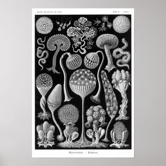 Poster Mycetozoa de Haeckel (Devant)