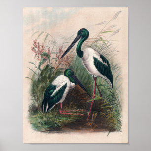 Poster Mycteria australienne par Joseph Wolf