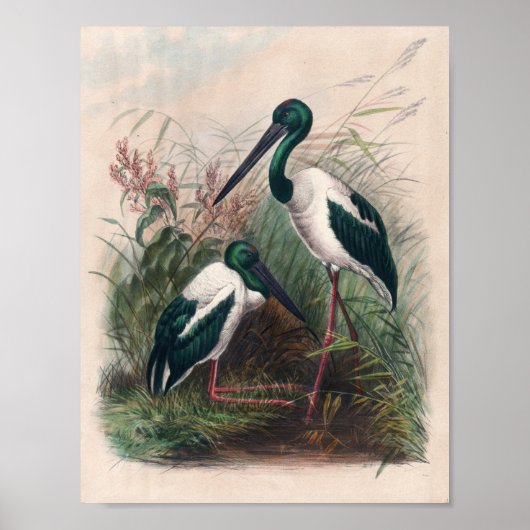 Poster Mycteria australienne par Joseph Wolf (Devant)