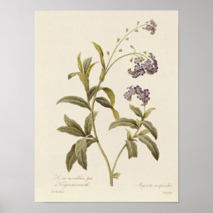 Poster Myosotis