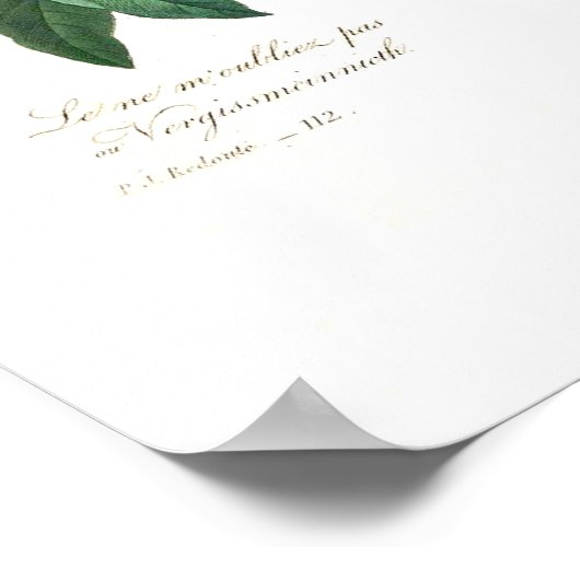 Poster Myosotis scorpioides (Coin)