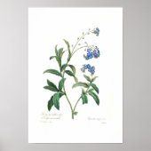 Poster Myosotis scorpioides (Devant)