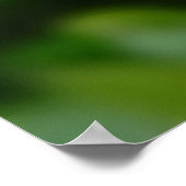 Poster Myosotis sylvatica - Oubliez-moi les notes (Coin)