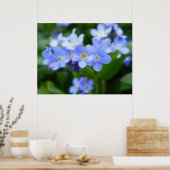 Poster Myosotis sylvatica - Oubliez-moi les notes (Cuisine)