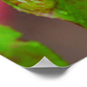 Poster Myrtille mûre sous une pluie fine (Coin)