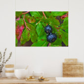 Poster Myrtille mûre sous une pluie fine (Cuisine)