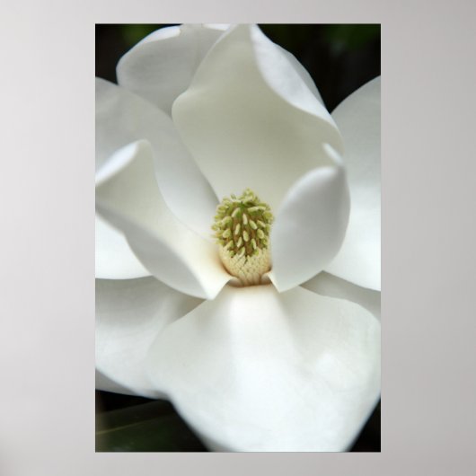 Poster Mystérieusement Magnolia (Devant)