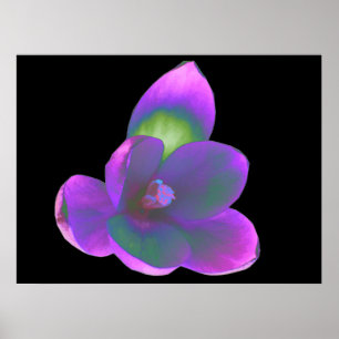 Poster Mystic Beauty Crocus Flower Print