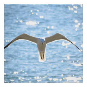 Poster Mystic Seagull