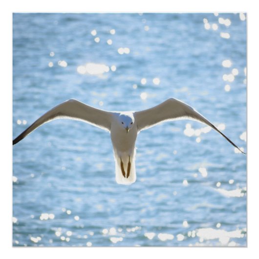 Poster Mystic Seagull (Devant)