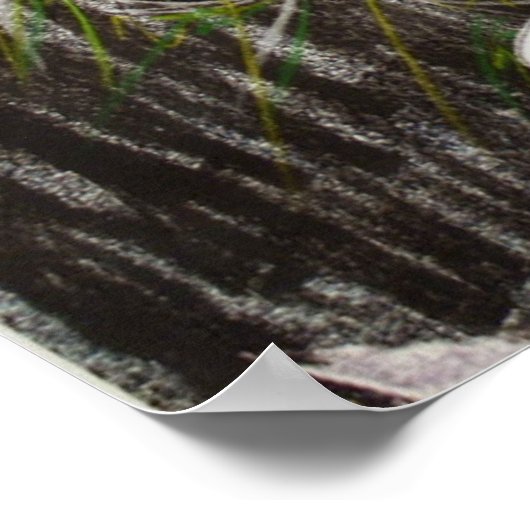 Poster n° 65 (Coin)