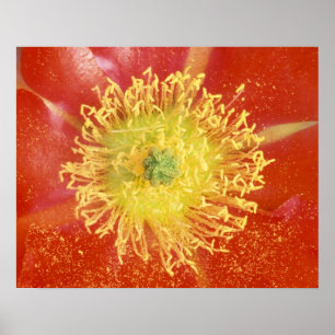 Poster N.A., États-Unis, Arizona, Casa Grande, NM, Désert