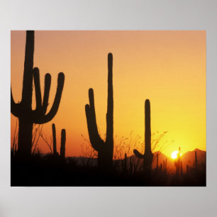 Poster N.A., États-Unis, AZ, Saguaro NP, Saguaro Sunset