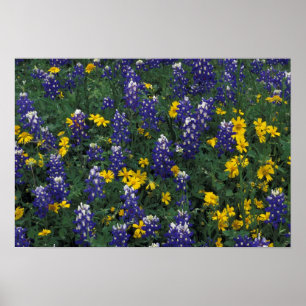 Poster N.A, États-Unis, Texas, Marble Falls, Blue Bonnets