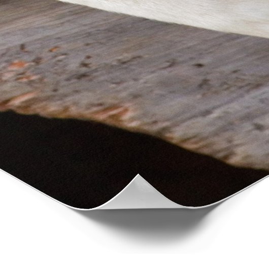 Poster N.A., USA, Alaska. Chiens Husky (Coin)