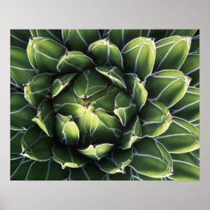 Poster N.A., USA, Arizona, Tucson, Sonora Desert