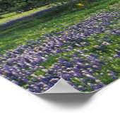 Poster N.A., USA, Texas, Lac Buchanan, Chênes et Bleus (Coin)