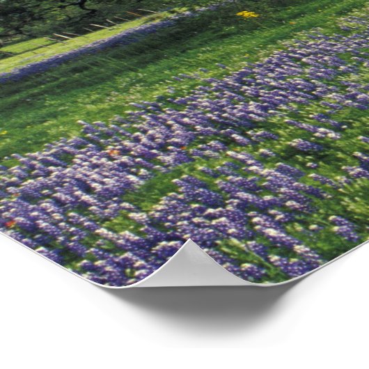 Poster N.A., USA, Texas, Lac Buchanan, Chênes et Bleus (Coin)