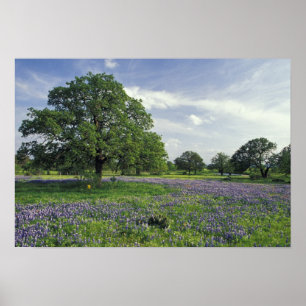 Poster N.A., USA, Texas, Lac Buchanan, Chênes et Bleus