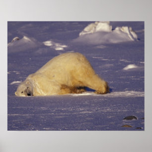 Poster NA, Canada, Manitoba, Churchill, Ours polaire