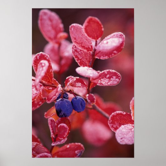 Poster NA, États-Unis, Alaska, Denali NP, Bleus de baies  (Devant)