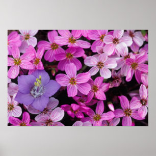 Poster NA, États-Unis, Alaska, îles Aléoutiennes, Fleurs 